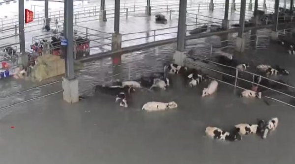 点赢通 台湾堰塞湖溢流120头牛被冲进太平洋 牧场损失惨重