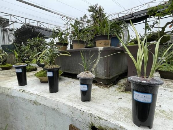 信弘优配 200万一盆！“天价兰花”谁在买？